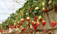 محصولات گلخانه‌ای در قم متنوع‌تر می‌شود